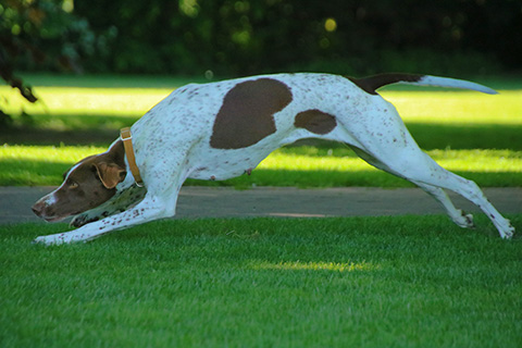 Hundewiese Eickhorst