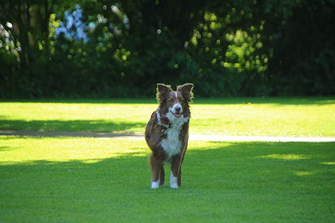 Hundewiese Eickhorst
