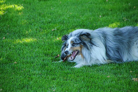 Hundewiese Eickhorst