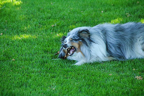 Hundewiese Eickhorst