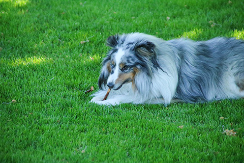 Hundewiese Eickhorst