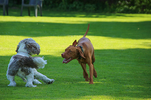 Hundewiese Eickhorst