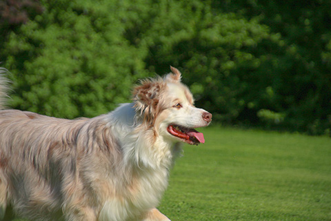Hundewiese Eickhorst