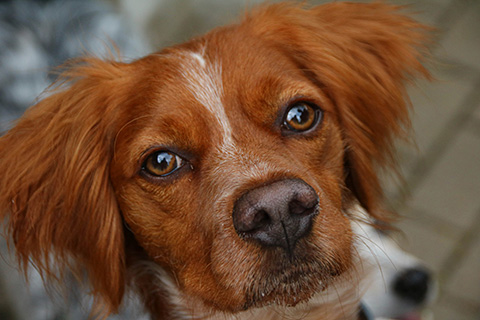 Hundewiese Eickhorst