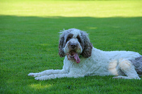 Hundewiese Eickhorst