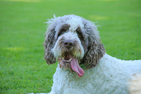 Hundewiese Eickhorst
