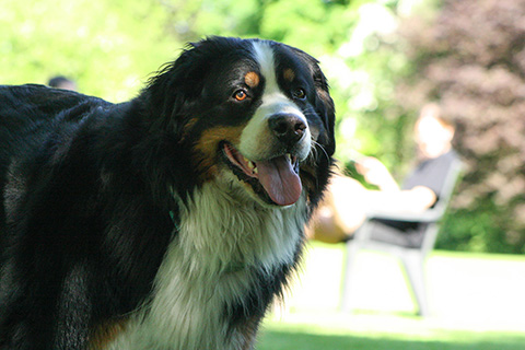 Hundewiese Eickhorst