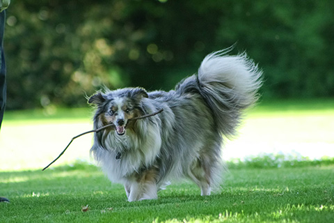Hundewiese Eickhorst