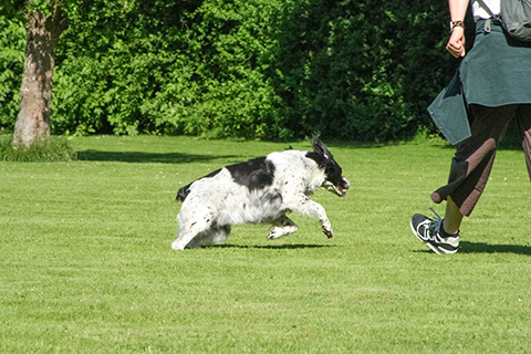 Hundewiese Eickhorst