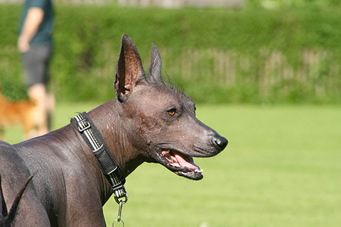 Hundewiese Eickhorst