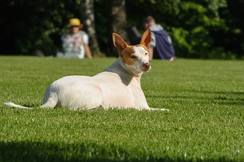 Hundewiese Eickhorst