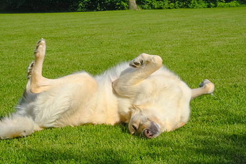 Hundewiese Eickhorst