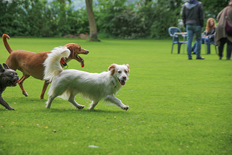 Hundewiese Eickhorst