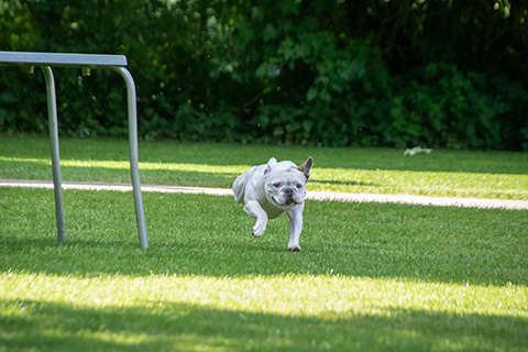 Hundewiese Eickhorst