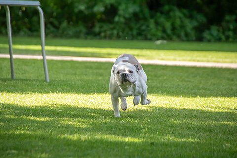 Hundewiese Eickhorst