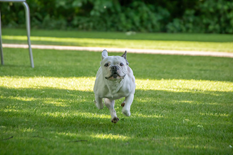 Hundewiese Eickhorst