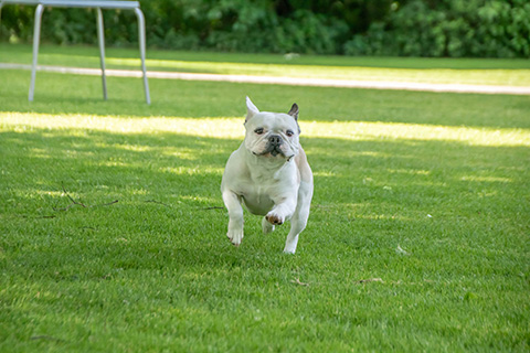 Hundewiese Eickhorst