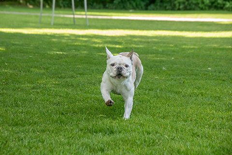 Hundewiese Eickhorst