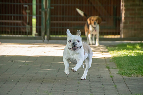 Hundewiese Eickhorst
