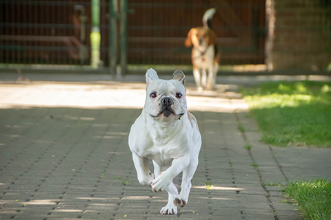 Hundewiese Eickhorst
