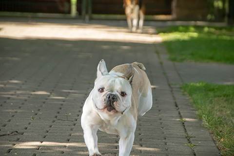 Hundewiese Eickhorst