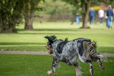 Hundewiese Eickhorst