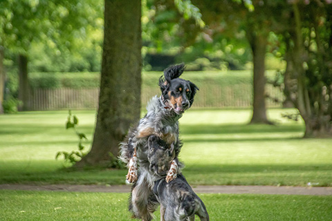 Hundewiese Eickhorst