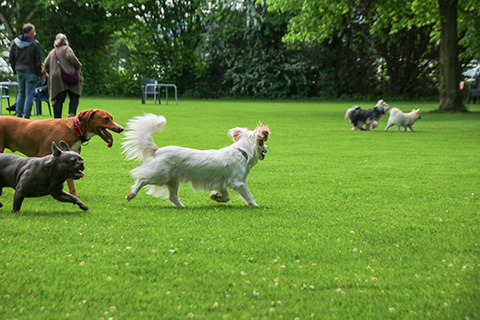 Hundewiese Eickhorst