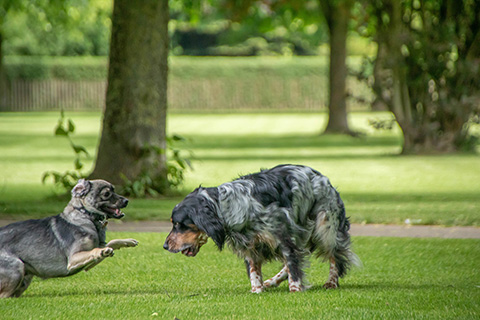 Hundewiese Eickhorst