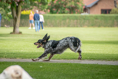 Hundewiese Eickhorst