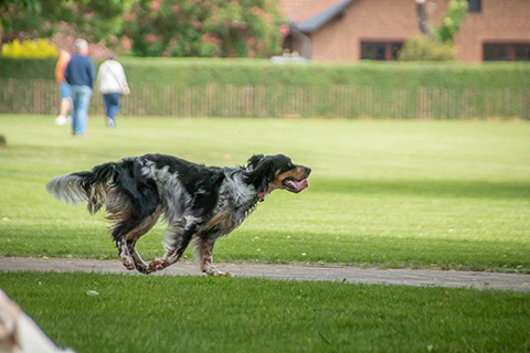 Hundewiese Eickhorst