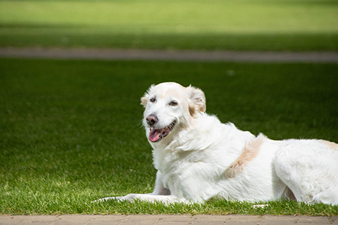 Hundewiese Eickhorst