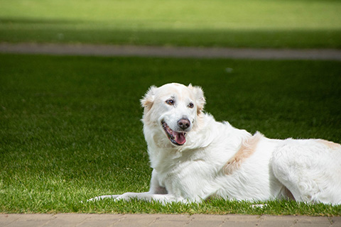 Hundewiese Eickhorst