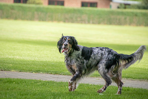 Hundewiese Eickhorst