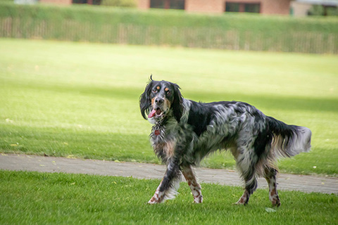 Hundewiese Eickhorst