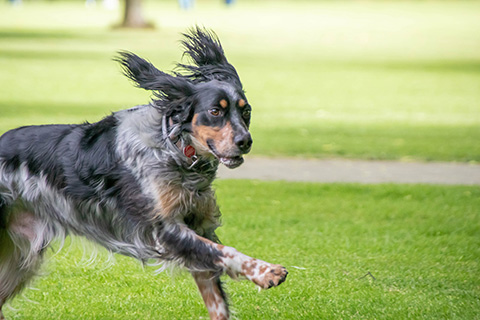 Hundewiese Eickhorst