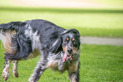 Hundewiese Eickhorst
