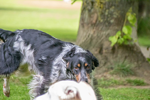 Hundewiese Eickhorst