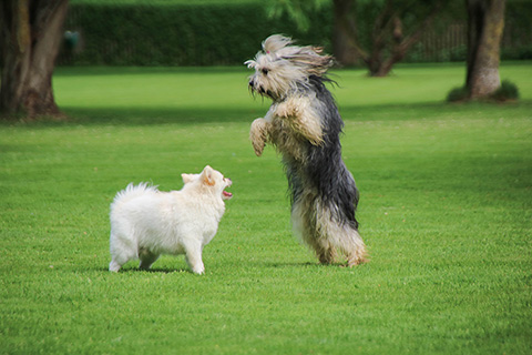 Hundewiese Eickhorst