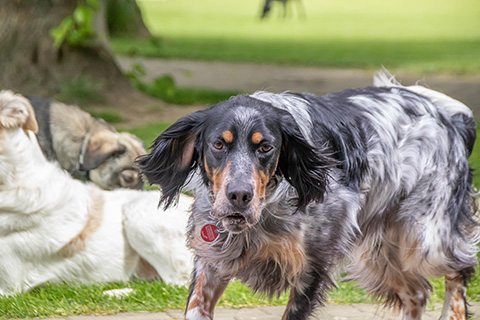Hundewiese Eickhorst