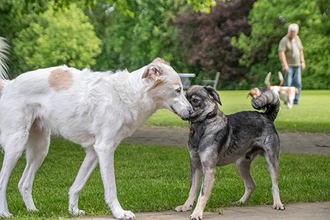 Hundewiese Eickhorst