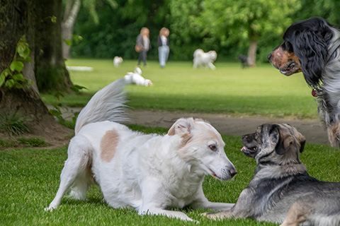 Hundewiese Eickhorst