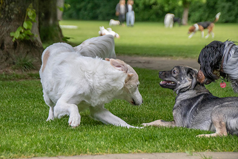 Hundewiese Eickhorst