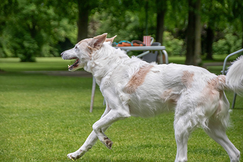 Hundewiese Eickhorst