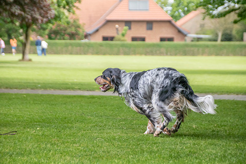 Hundewiese Eickhorst