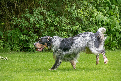Hundewiese Eickhorst