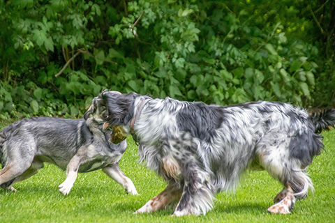 Hundewiese Eickhorst