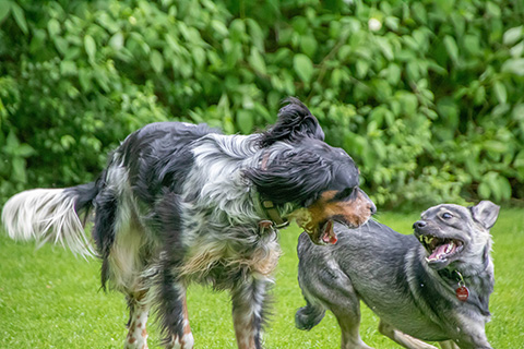 Hundewiese Eickhorst