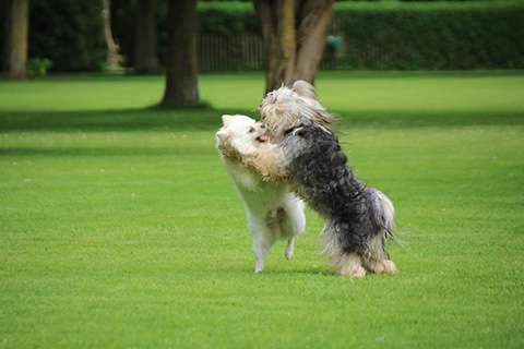 Hundewiese Eickhorst