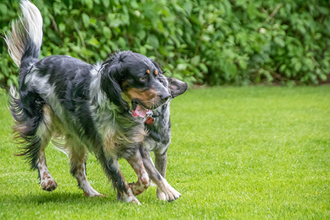 Hundewiese Eickhorst